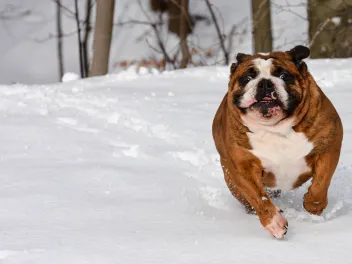 Dog in Snow