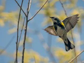 Yellow-rumped warbler in flight