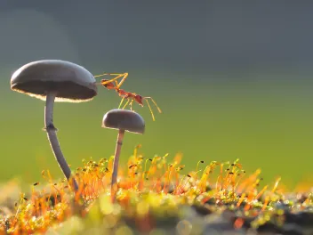 Ant on mushroom