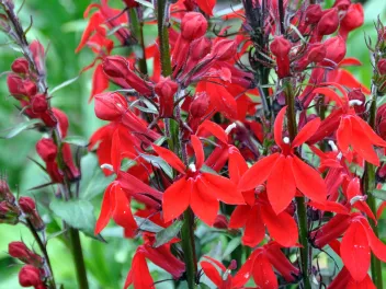 Lobelia cardinalis