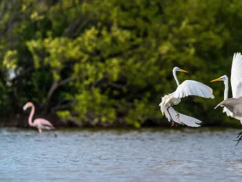 Fighting egrets