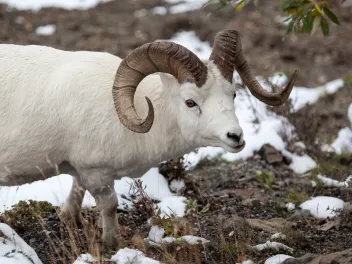 Dall sheep ram (Ovis dalli) in Denali National Park, Alaska