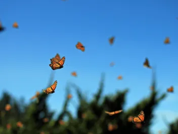 Monarch butterfly migration