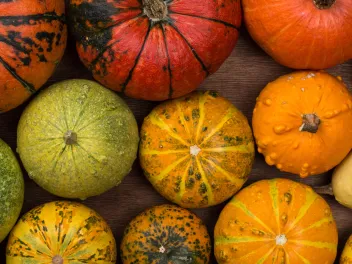 Multicolored pumpkins
