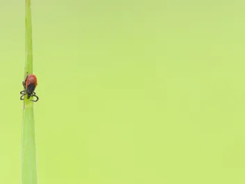 Little Tick on a Plant Straw