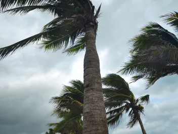 Palm trees in a hurricane