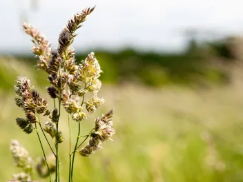 Flowering grass during allergy season