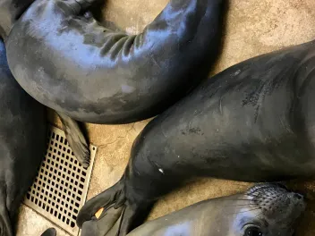 Nickelodeon Seals at Park