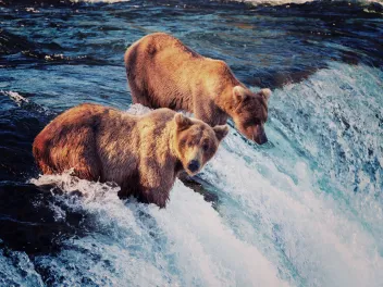 Bears in Alaska