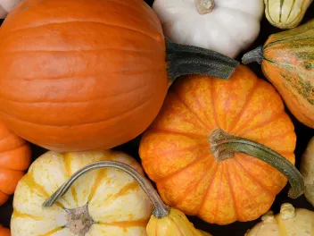 Pumpkins and gourds