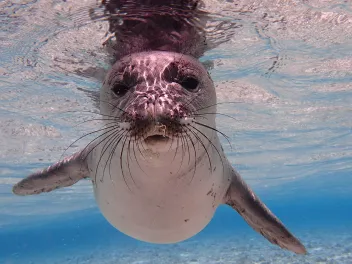 Young monk seal underwater