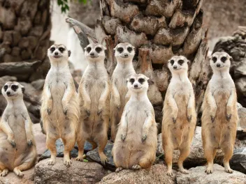 Family portrait of meerkats