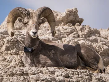 Bighorn sheep