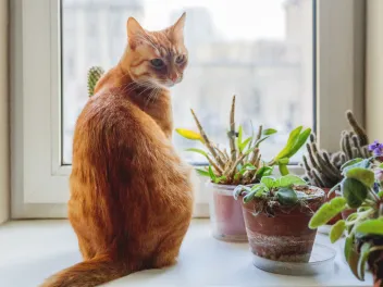 Ginger cat on a windowsill