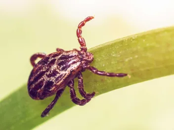 A dangerous parasite and infection carrier mite sitting on a green leaf