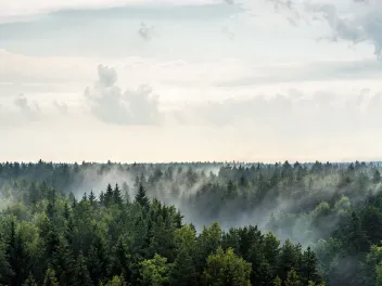 Evaporation in a forest