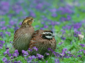 Northern Bobwhite Quail