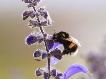 Bumblebee on a purple flower