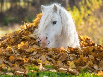 Pony hiding in autumn leaves