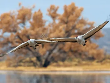 Sandhill cranes migrating