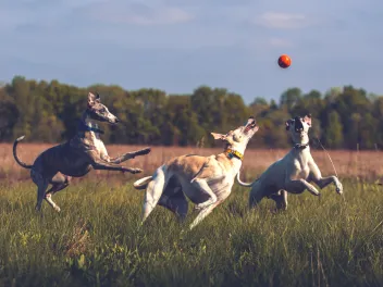 Whippets playing with a ball