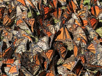 Monarch migration