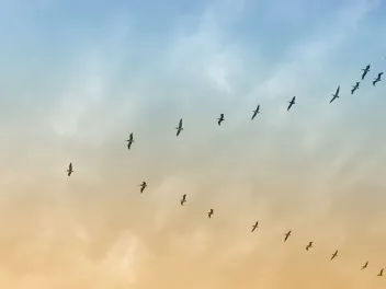 Migrating birds