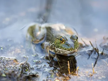 Bullfrog in the water