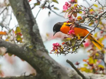 Baltimore oriole perched on a branch with blooming spring flowers