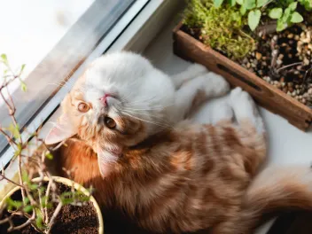 Cat on a windowsill with house plants