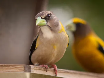 Perched evening grosbeak