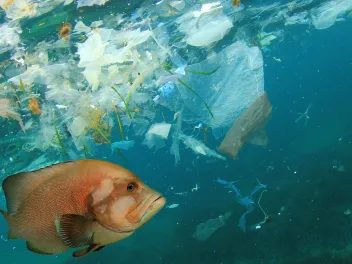 Fish swimming in plastic