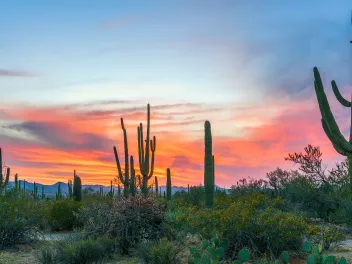 Saguaro National Park