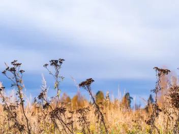 Prairie landscape with grasses, meadows, trees and a bright blue sky with white clouds