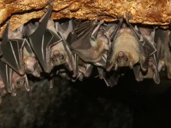 bats hanging from roof of cave