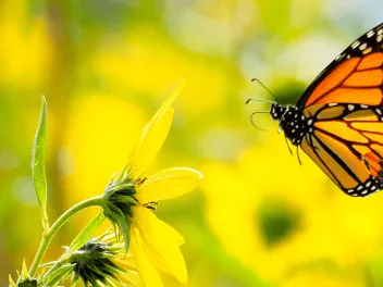 Monarch butterfly flying towards yellow flower