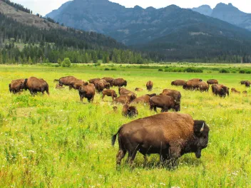 Wild bison in Yellowstone National Park, USA