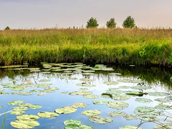 a pond with lily pads surrounded by green prairies and trees